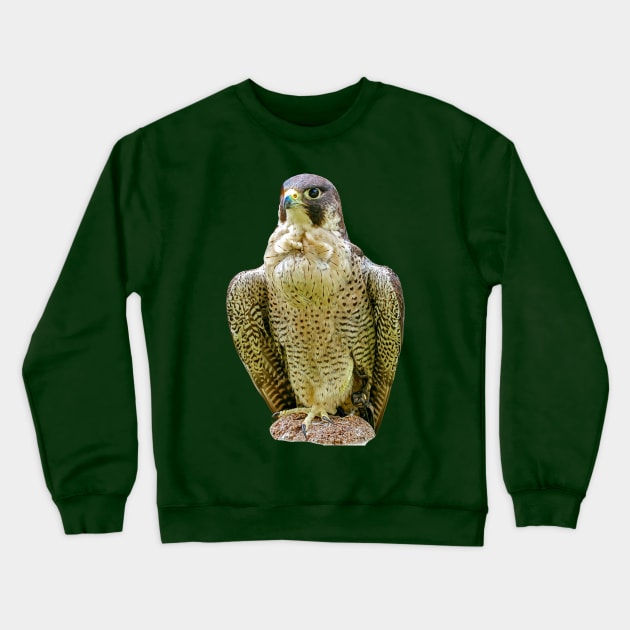 Peregrine falcon Crewneck Sweatshirt by dalyndigaital2@gmail.com